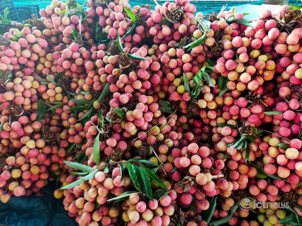 Hỗ trợ nông dân Bắc Giang tiêu thụ nông sản trên 2 sàn Postmart, Vỏ Sò