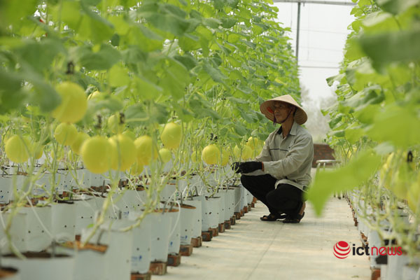 Áp dụng phù hợp kinh nghiệm và khuyến nghị từ Diễn đàn chuyển đổi số nông nghiệp Việt Nam 2021