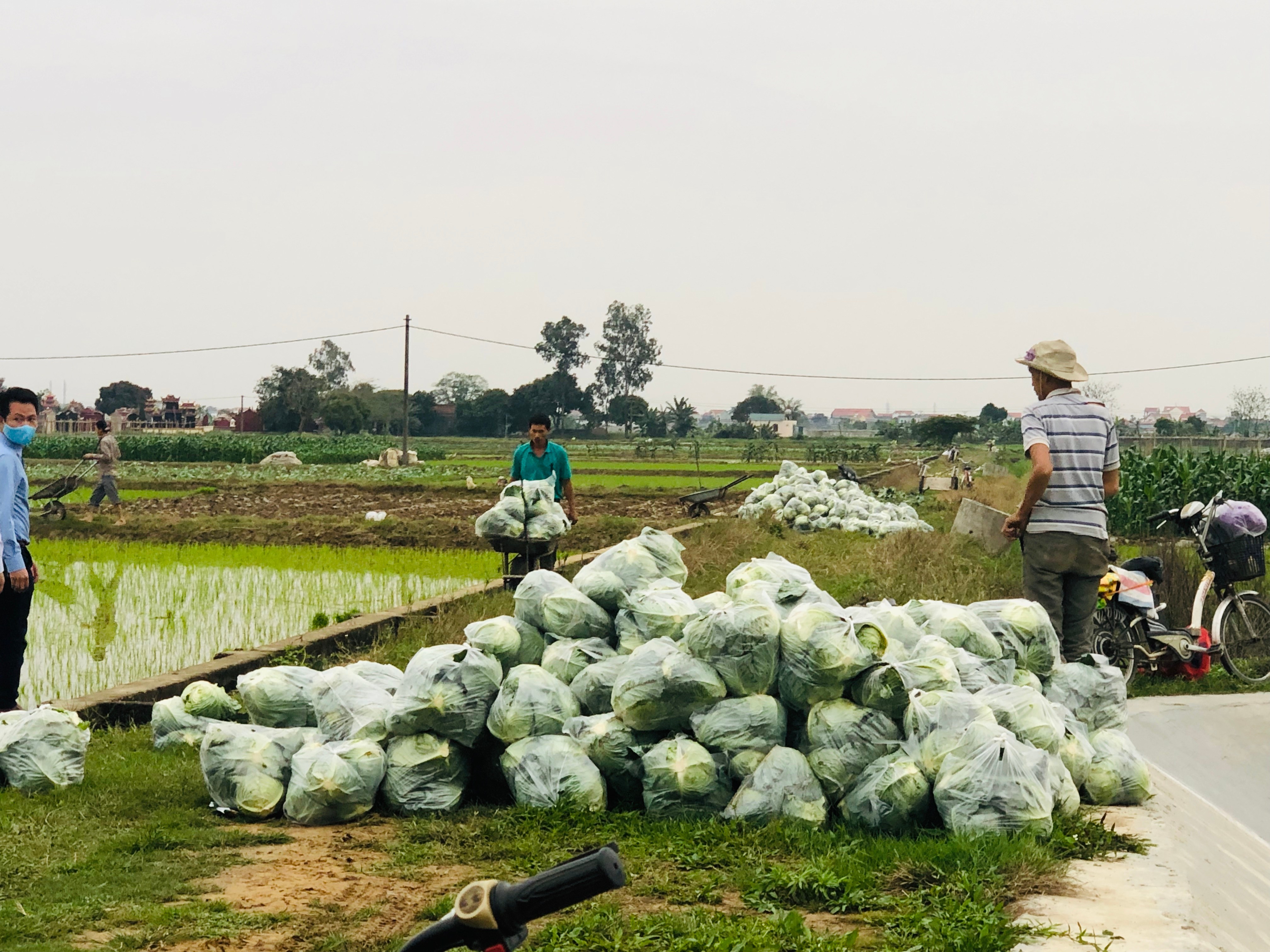 Hỗ trợ bán nông sản trên sàn TMĐT để góp phần phục hồi kinh tế