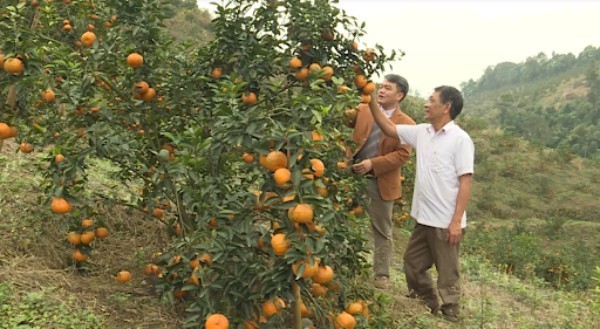 Đưa cam đặc sản “lên sàn”