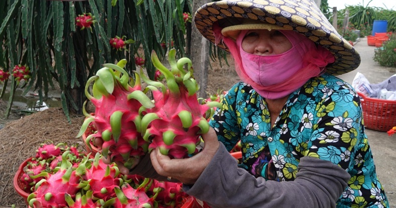 Thương mại điện tử tìm giải pháp bền vững cho nông sản
